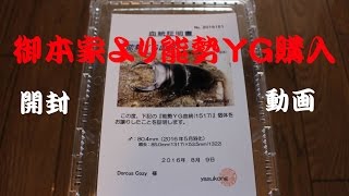 Yasukong様より購入、能勢ＹＧ血統追加！