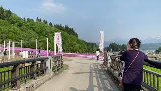 Shibazakura in Horinouchi /芝桜 in 堀之内　奥只見レクリエーション都市公園