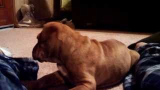 Capone the shar pei / pitbull mix