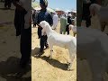 bakr goat animals realbakralover funny cute bakraeidlover goatslover love goatlovers