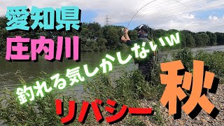 【シーバス】シーバスゲームシーズンオン！庄内川某所！愛知県！