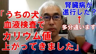 うちの犬、血液検査でカリウム値、上がってきました