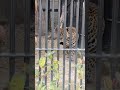 金週★⑥ジャガー・ルナちゃん★ユッタリ・jaguar・・・沖縄こどもの国・okinawa zoo u0026 museum 20210430