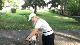 Muzzle conditioning part two