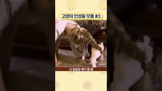 고양이 인성질 모음 #3