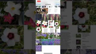 PlantSnap identifies English lavender (Lavandula angustifolia)