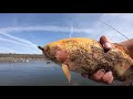 crazy lightning trout fishing