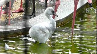 オオフラミンゴのヒナ。Baby Greater Flamingo.