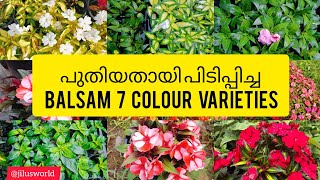 പുതിയതായി പിടിപ്പിച്ച Balsam 7 Colour Varieties 🌸🌼 ഓടിവായോ🌸🌼🌸🌼🌸🌼🌸🌼