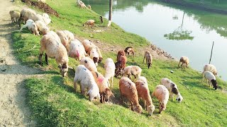 নতুন খামারিদের কিরকম ভাবে ভেড়ার খামার শুরু করা দরকার এ টু জেড তথ্য।