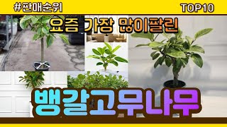 뱅갈고무나무 추천 판매순위 Top10 || 가격 평점 후기 비교