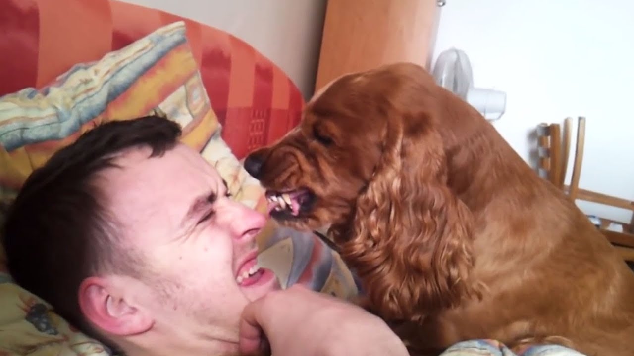 Angry Dogs Compilation 2019 Youtube