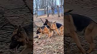 💕Gorgeous German Shepherds Alfons and Becca. Odessa