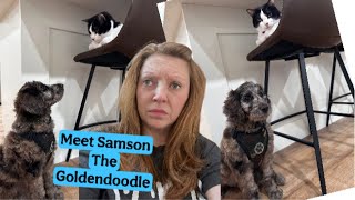 Meet Samson.. Willow loves him.. Well Kinda.. Read Description!