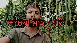 লেচেৰা মাহ খেতি কেনেকৈ কৰা হয়।।ডাংবদী খেতি কেনেকৈ কৰা হয়।। #agriculture @Mr.Yeo0