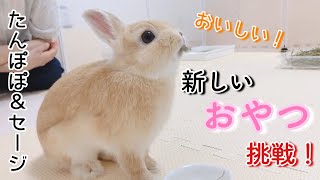 新しいおやつ！たんぽぽ＆セージに挑戦のうさぎ！