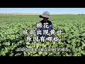 科农植保刘 棉花底部黄叶过多原因有哪些 棉花种植 来抖音学农枝