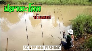 ปลาตะโกกน้ำแดง|ตกปลาแม่น้ำปราจีนบุรี|Scorpion fishing