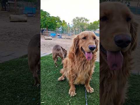 How many kids want a pet?