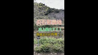 【尖石鄉農地】史上最大，企業主最愛!搶便宜的好時機1000~5000坪都有