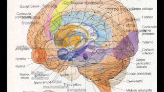 valter49 - parliamo dell'amigdala e di emozioni dal pdv sperimentale