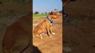 शानदार टॉप क्वालिटी डॉग Jacc | Muscular Pitbull | Top Quality Pitbull | American Pitbull Terrier ||