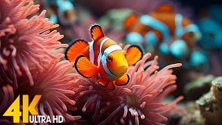 Aquarium 4K VIDEO (ULTRA HD) 🐠 Beautiful Coral Reef Fish - Relaxing Sleep Meditation Music #118