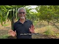 mastering the art of organic dragon fruit farming essential tips for successful dragonfruit growing