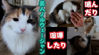 繁殖場からレスキューされたノルウェージャンフォレストキャット人人には猫パンチ猫には喧嘩を売る（保護猫カフェ猫の木）十三駅Norwegian Forest Cats Fight