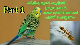 Love birds ന്റെ കൂട്ടിൽ ഉറുമ്പുകൾ കയറുന്നത് ഏങ്ങനെ തടയാം malayalam