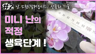 난 소형팔레놉시스 상품화 기술 - 미니 난의 적정 생육단계