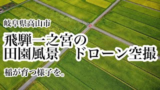 岐阜県高山市一之宮町の田園風景　ドローン空撮　稲が育っていく様子を。　Japanese rice paddy drone aerial video in Takayama.Gifu