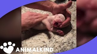 Tiny puppy stops breathing, gets CPR