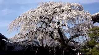 犬山・圓明寺の枝垂桜