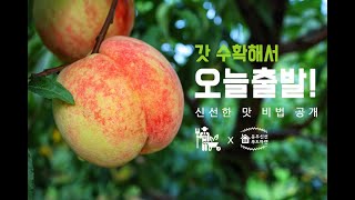 dbfresh 탐스런 햇사레 복숭아