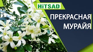 Мурайя в домашних условиях 🌸 Самое полезное растение для здоровья