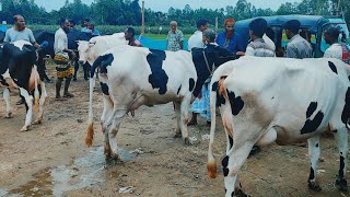 @আজ ৮ জুলাই ২৪ | বাচ্চা সহ ফ্রিজিয়ান গাভী গরুর দাম | gavi gorur dam | রানীগঞ্জ হাট | দিনাজপুর