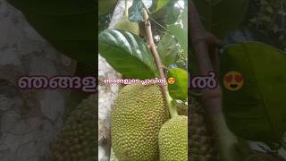 🙂ചക്കപ്പഴം ഇഷ്ടം ഉള്ളവർ ഒരു ലൈക്‌ തരാമോ 😍😍 #jackfruit #jackfruittree#malayalamshortvideo