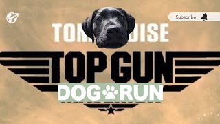 ドックラン貸切  DOG RUN プール セルフウォッシュ付き パピーウォーカー ラブラドール子犬