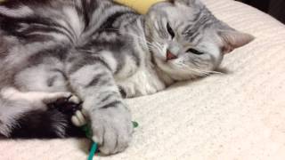 蛙のおもちゃ　cat playing with toy frog