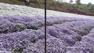 ゆめさき花の名所　芝桜の小道⑲