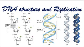 DNA Structure and Replication | Recorded Lecture Video for Medical students