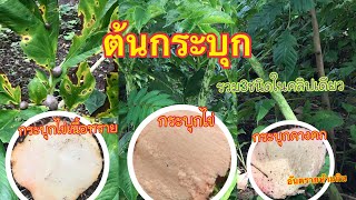 ต้นกระบุก 3ชนิดในคลิปเดียว #กระบุกไข่เนื้อทราย #กระบุกไข่ #กระบุกคางคก #ต้นบุก