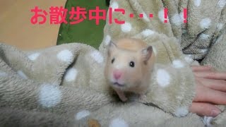 信じられない!お散歩中のハプニング！おもしろ可愛いハムスターThe hamster to which an accident occurs suddenly during a walk