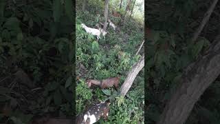 Goat Eating Grass