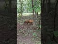 #Shorts #Tiger in the Kerala Forest #Keralaforest