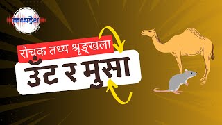 राेचक तथ्य श्रृङ्खला: उँट र मुसा