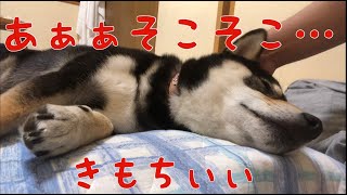 寝ながらマッサージをされた柴犬