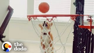 Basketball-Playing Corgi Learns Her Hardest Shot Yet | The Dodo