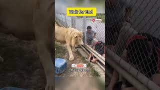 Prank with Lion  #shorts